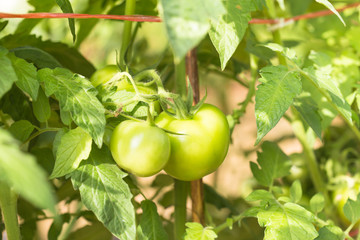 Green tomatoes, Agriculture concept.