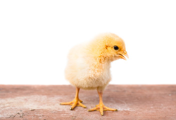 Little chicken isolated on white