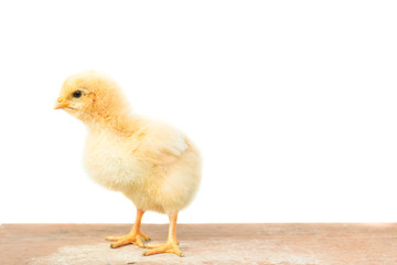 Little chicken isolated on white