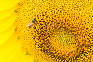 Close-up Bee on sunflower