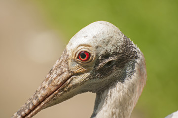 Roseate spoonbill