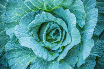 Obraz premium A head of cabbage