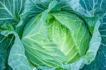 Fototapeta premium A head of cabbage