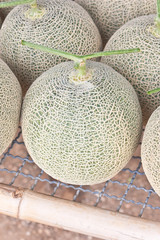 Closeup of harvested Japanese musk melon ready for packing