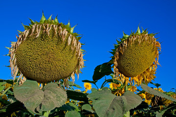 Ripe sunflower field