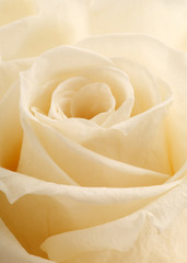 beautiful close up rose