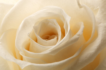beautiful close up rose