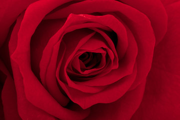 beautiful close up rose