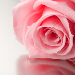 Fototapeta na wymiar beautiful close up rose