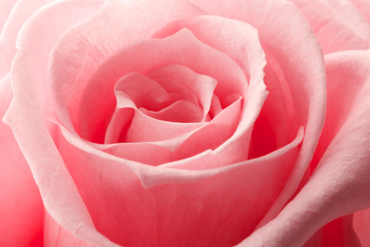 beautiful close up rose