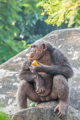Orangutan enjoy eating