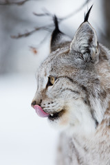 Close up of lynx licking lips