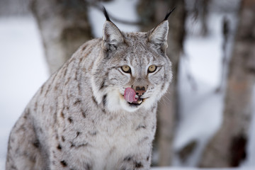 Fototapeta premium Lynx licking lips