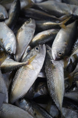 Obraz premium mackerel on thai markets