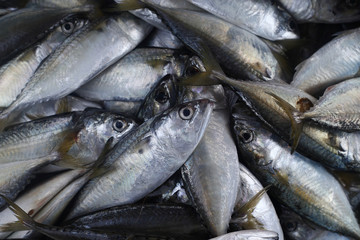 Obraz premium mackerel on thai markets