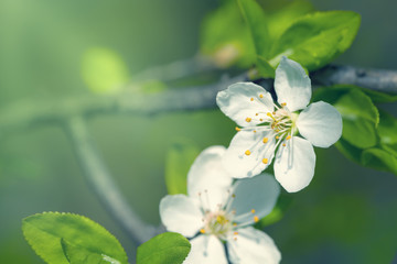 Spring Flowers