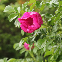 Wild rose