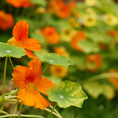 Bright orange nasturtium flowers and leaves in early summer