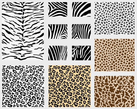 Illustration of detailed different animal skins, vector