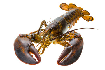 Raw lobster