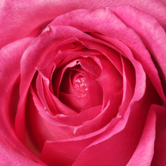 Fototapeta na wymiar Pink Rose. Zbliżenie