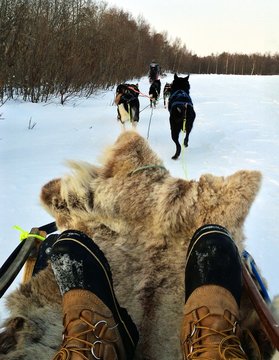 Huskie Sleigh Ride in Arctic Norway