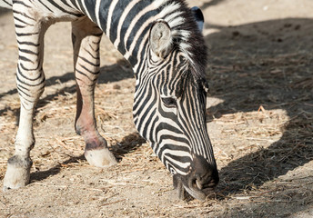 Fototapeta na wymiar Close up of a Zebra eating