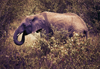 Elephants © Belikova Oksana