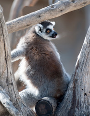 Close up of a Ring Tailed Lemur