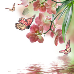 Floral background of tropical orchids and  butterfly - 61802105