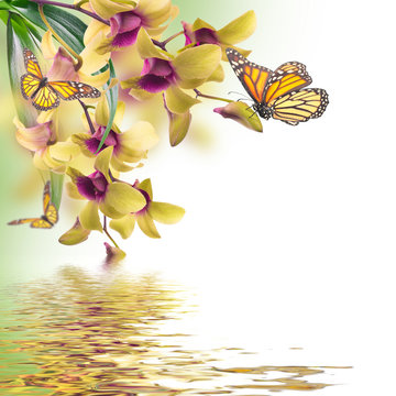 Floral background of tropical orchids and  butterfly