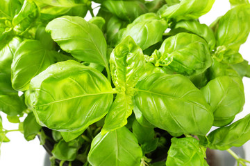 Fresh basil