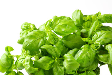 Fresh basil