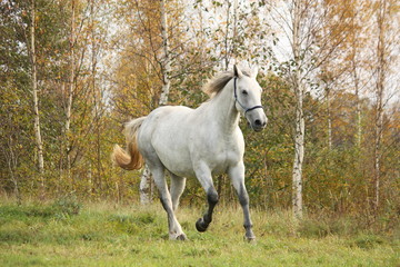 Obraz na płótnie Canvas White horse galloping free in autumn