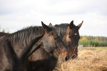 Brown horses eating yellow hay © virgonira