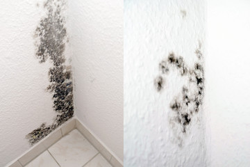 Schimmel in einer Wohnung