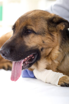 German shepherd dog at the vet, lay on the table, leg bandaged