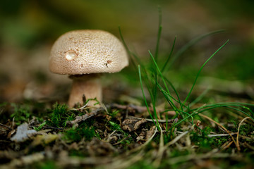 Pilze im Hersbtwald