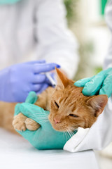 vet calms a little cat and ready for review