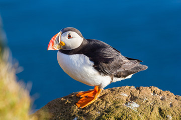 puffin