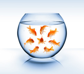 goldfish  - diversity  concept, bullying and isolation - obrazy, fototapety, plakaty