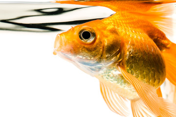 Goldfish - 61804948