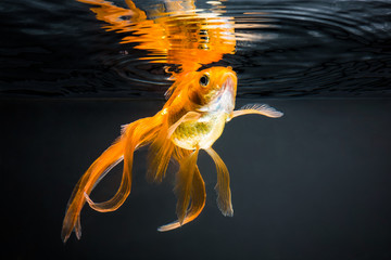 Goldfish - 61804999