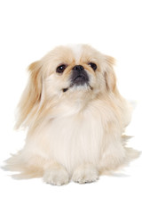 Obraz premium Pekingese dog isolated on a white background