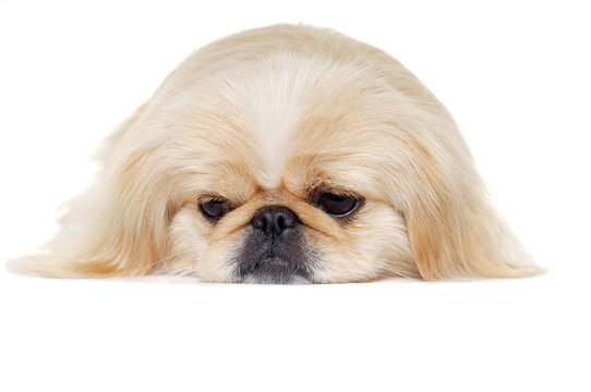Face Of A Sad Pekingese Dog