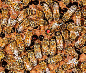 Queen bee