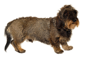 Dachshund dog on white background