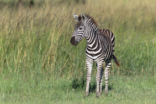 Zebra Calf Colors Wildlife