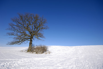Tree on hill at winter