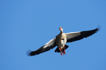 Egyptian Goose